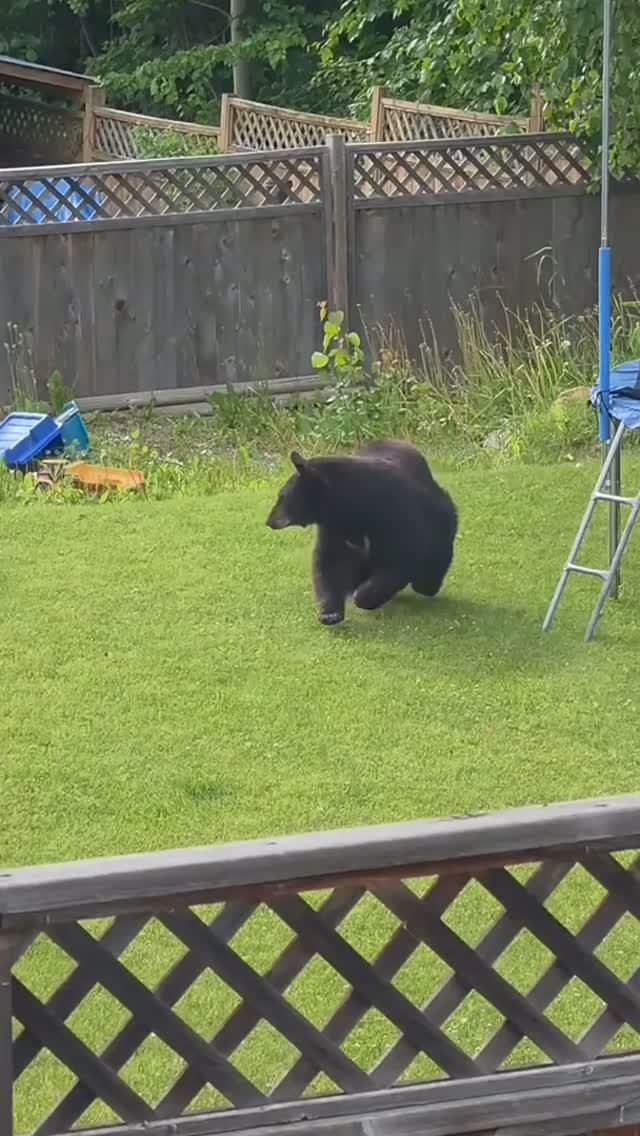 Смешные видео с животными