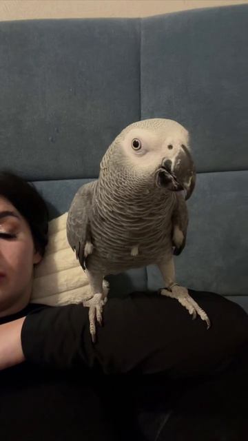 16-09-2026. Попугай 🦜 Девочка Гуччи.
