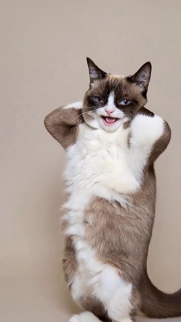 Дэнс котэ