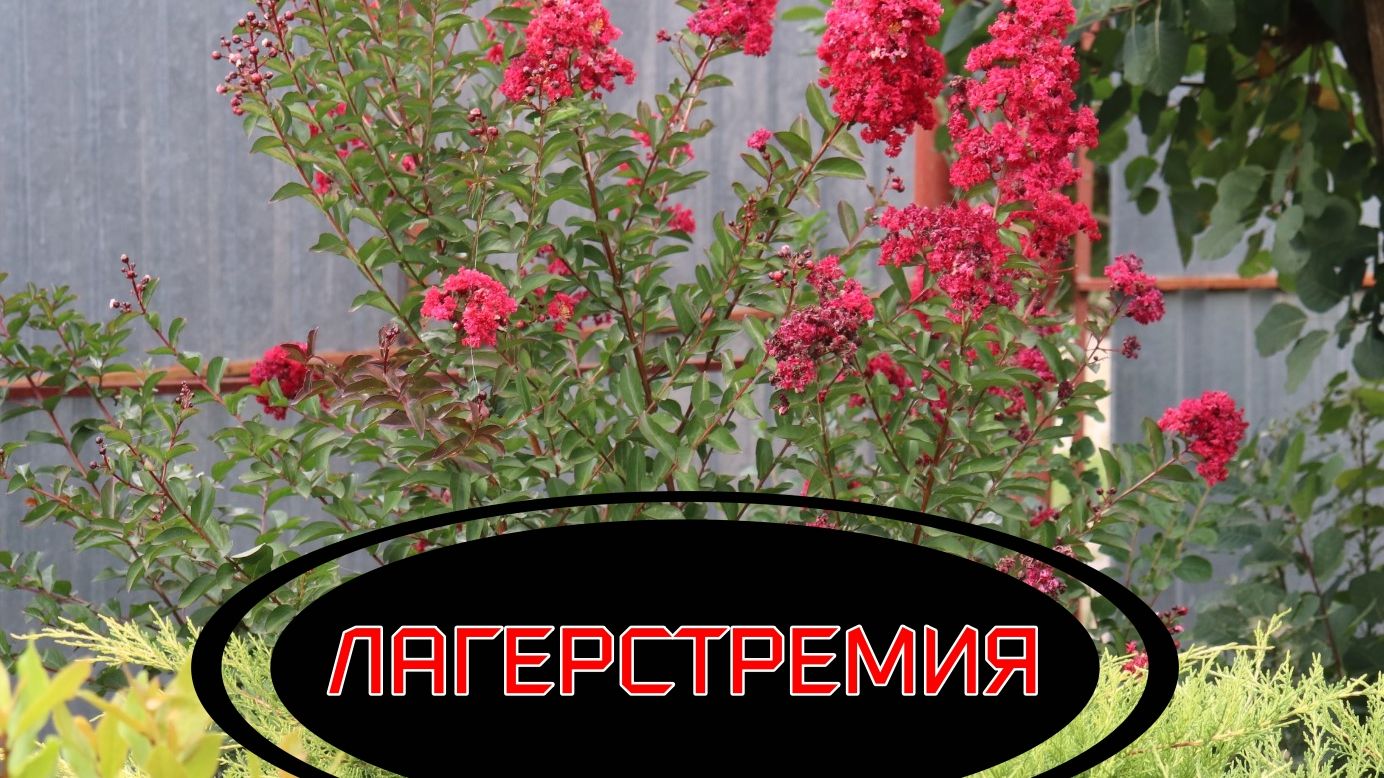 МАЛЕНЬКИЙ ПАРК