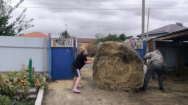 КАША рисовая. Привезли СЕНО, сами закатили. Рулька в духовке 🥘