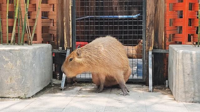 Животные Animals