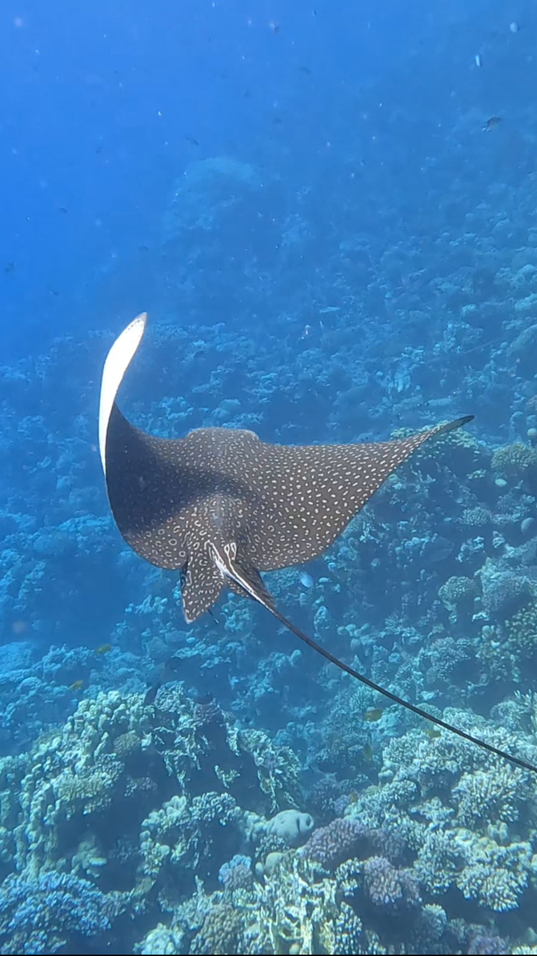 #eagle Ray (орляковый скат) 🐟 Stella Makadi Beach Hurghada Egypt