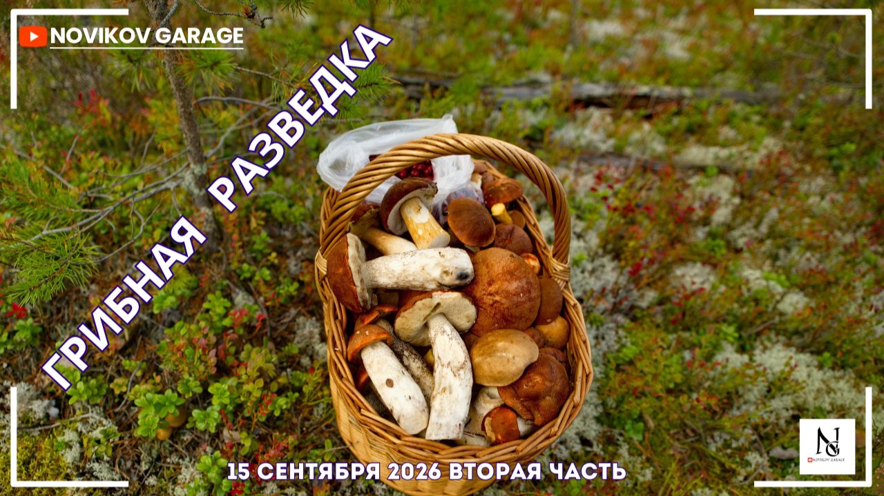 Грибная разведка 15 сентября 2026. Приозерский район. Часть вторая
