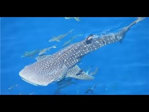Китовая акула.Хургада.Red Sea.