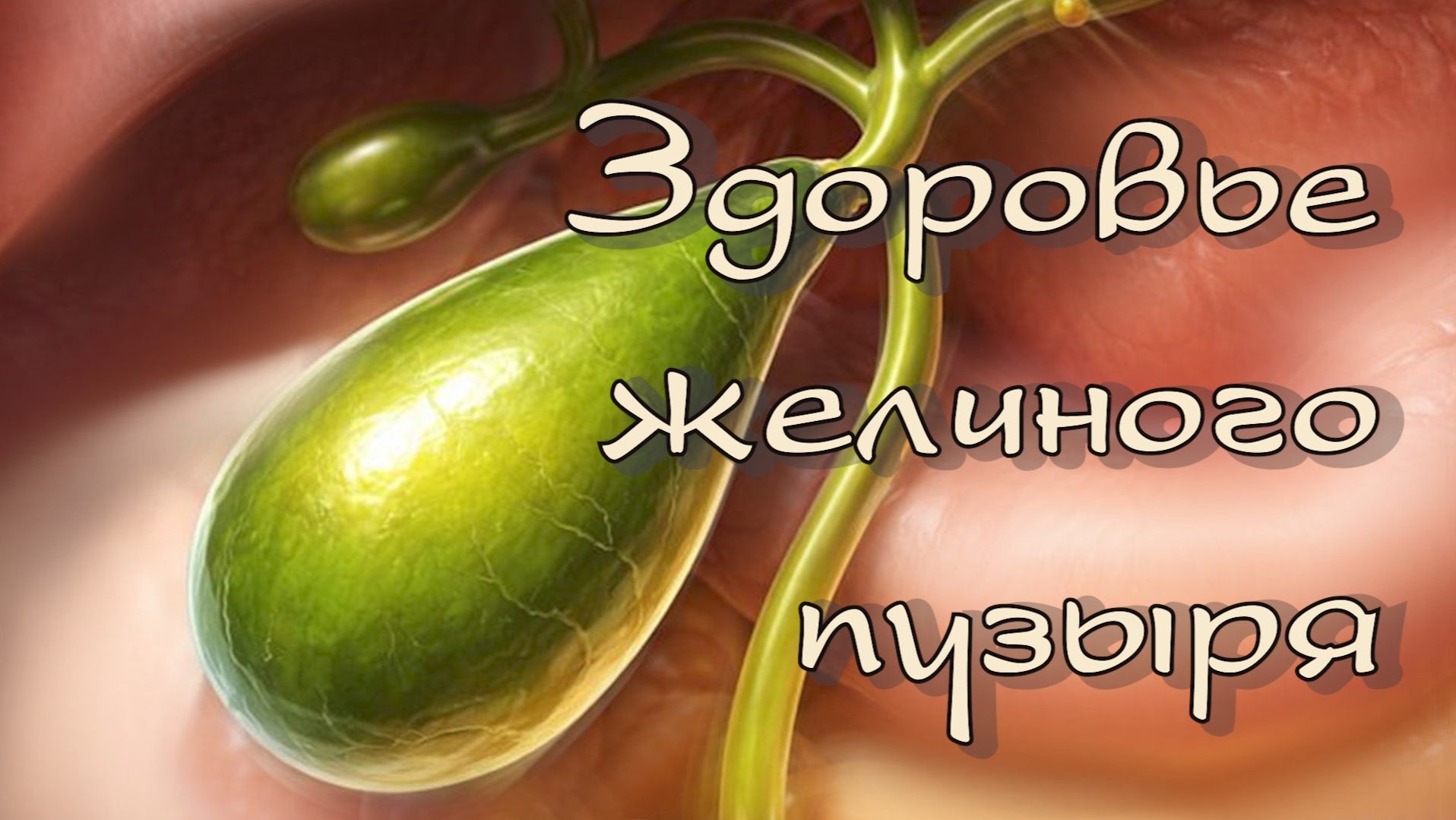 Здоровье желчного пузыря. Соколечение 2026