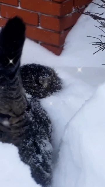 КОТейская мудрость