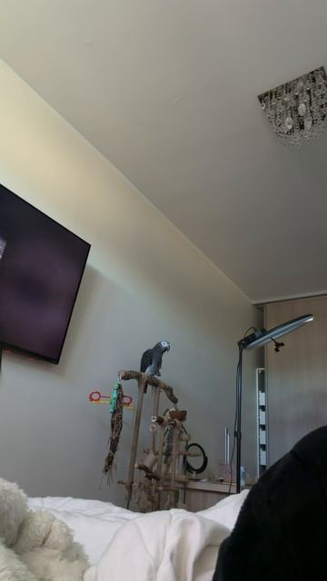 16-09-2026. Попугай 🦜 Девочка Гуччи.