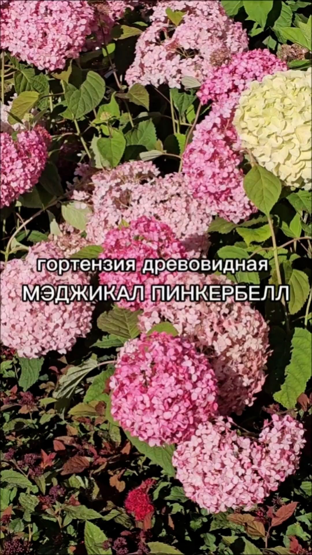 Гортензии