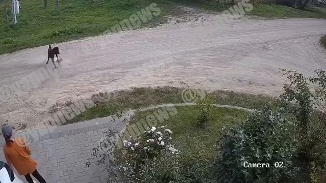 В Питере водитель из Средней Азии решил дать взятку сотруднику ДПС в размере 50 тысяч рублей, потому