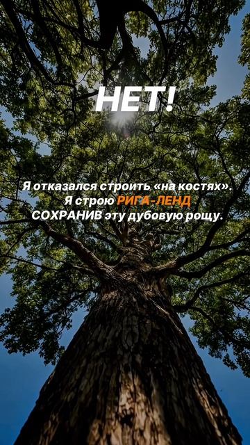 Дубовый лес будет в поселке Рига-Лэнд