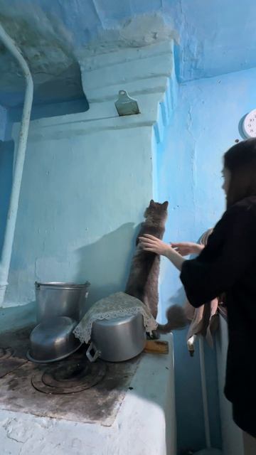 Кот ловит муху