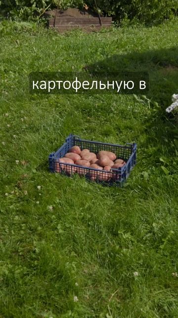 Картошка наросла нехило так