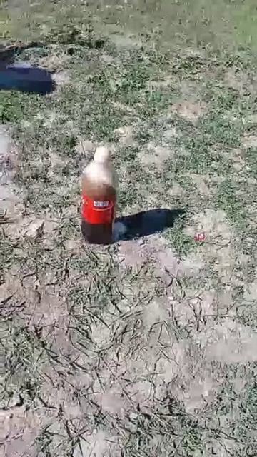 Кола Ментос