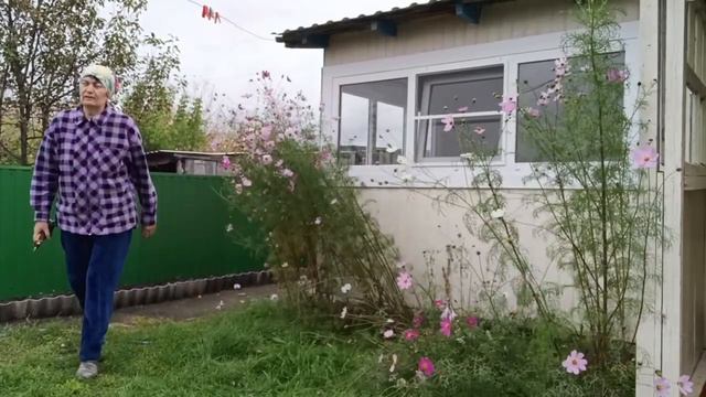 Навела порядок на веранде)Собрала паслён на варенье_Повседневная жизнь в ДЕРЕВНЕ_