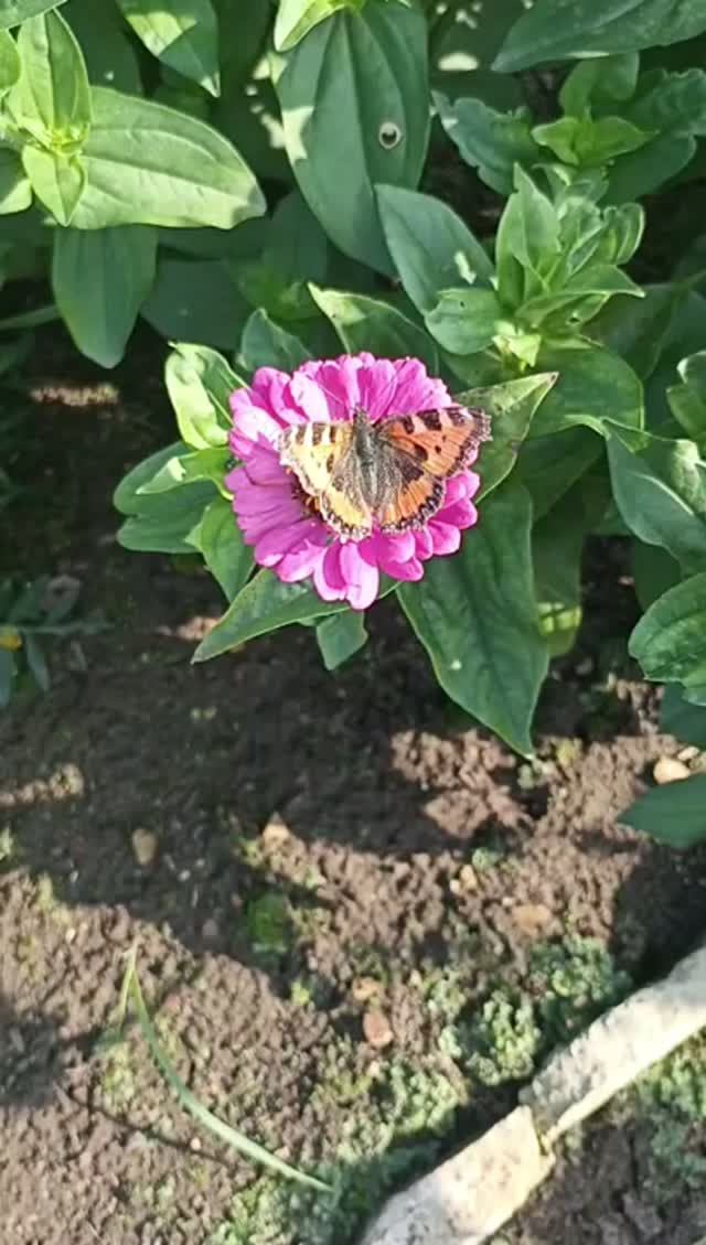 Мои цветы.
