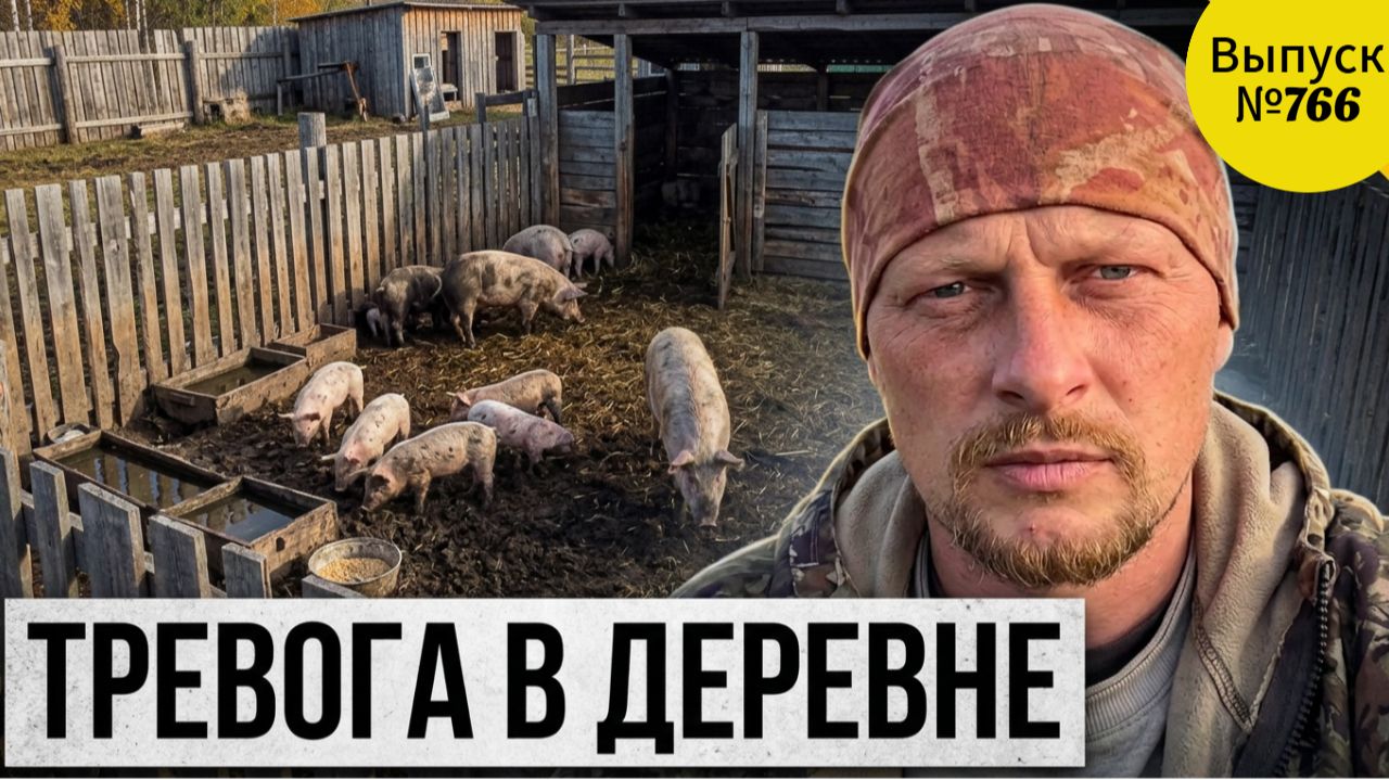 Как африканская чума поросят добралась до нашего района: что стало с поросятами!? Будни в деревне.