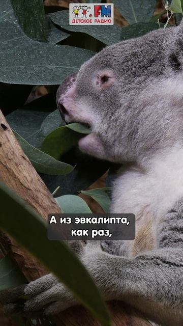 Что общего между коалой и леденцом от кашля? #детскоерадио #коала #эвкалипт