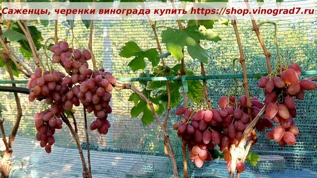 Виноград 2026