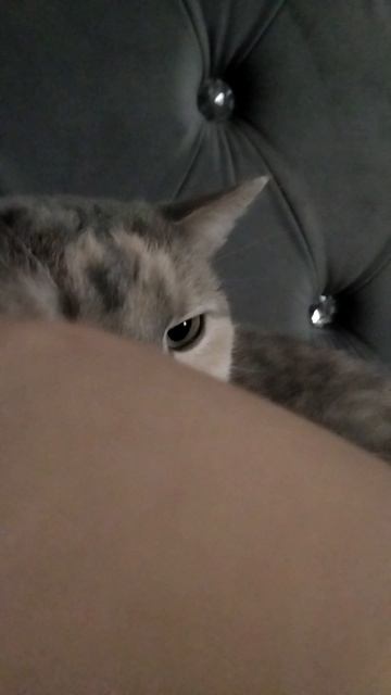 Вот моя кошка