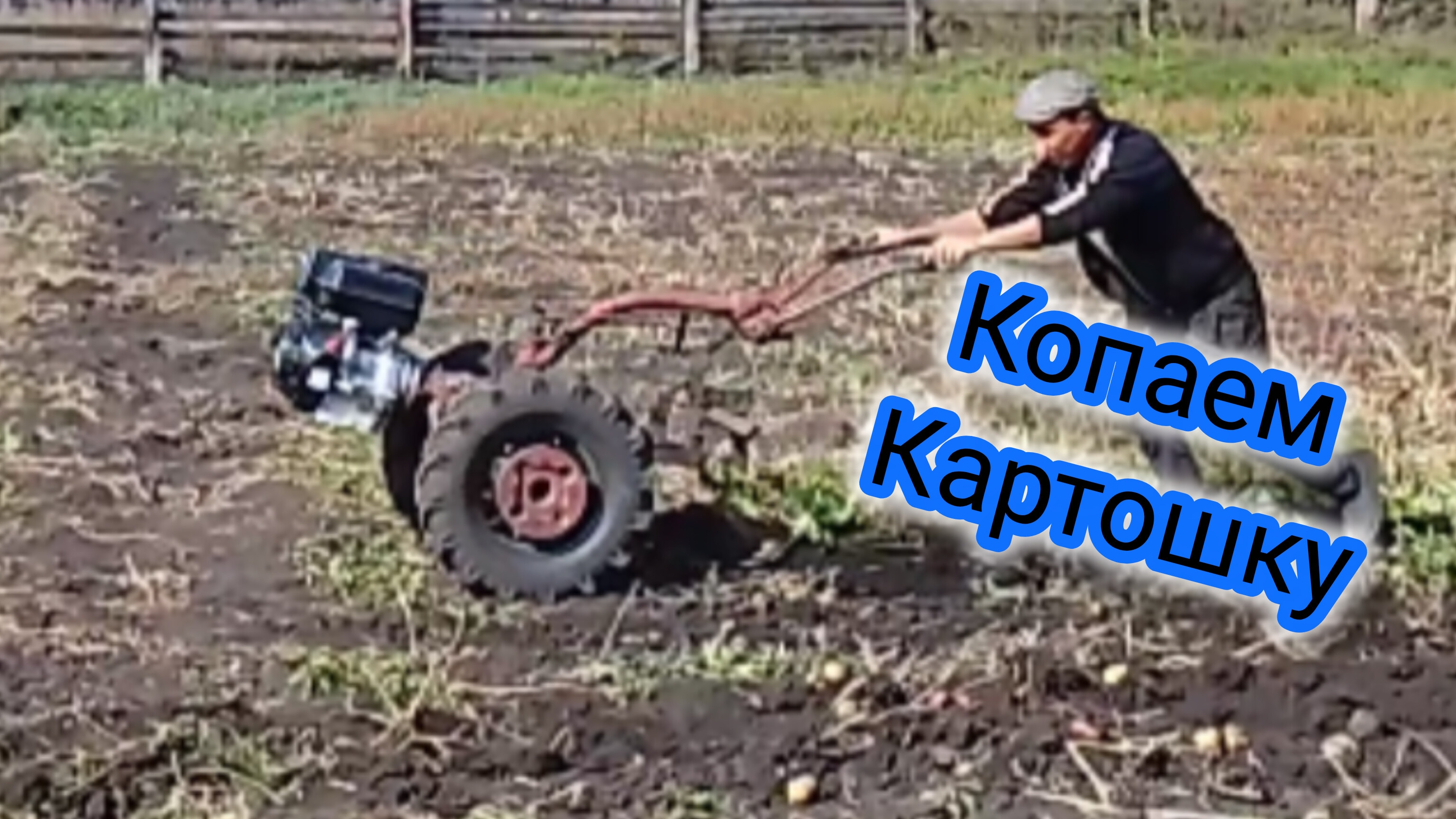 Мотоблок МТЗ-15Л после ремонта сразу на копку картошки ,копаем примитивной самодельной копалкой .