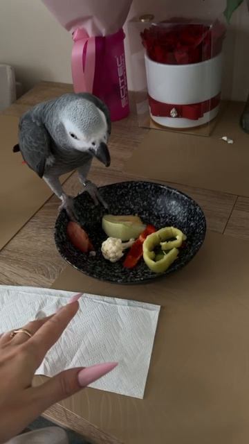 16-09-2026. Попугай 🦜 Девочка Гуччи.