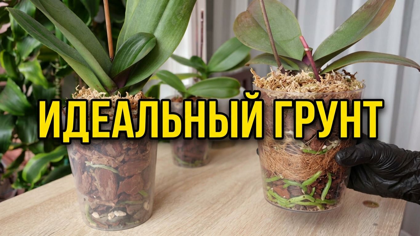 16.09 Пересадка двух орхидей. Очистить и обработать корни. Нужные добавки к грунту.