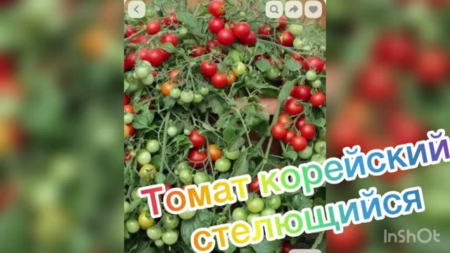 Огород
