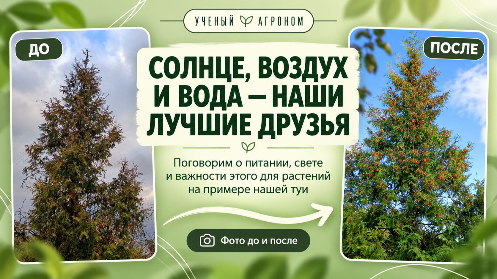 Самое важное для выращивания растений: солнце, воздух, вода и питание