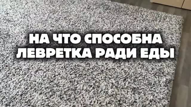 НА ЧТО СПОСОБНЫ ЛЕВРЕТКИ РАДИ ЕДЫ?