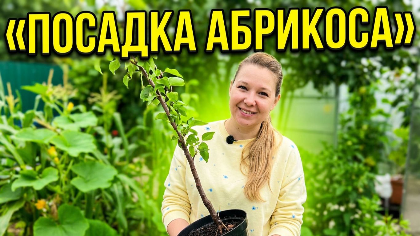 Посадка колоновидного абрикоса «Принц Март» в сентябре.