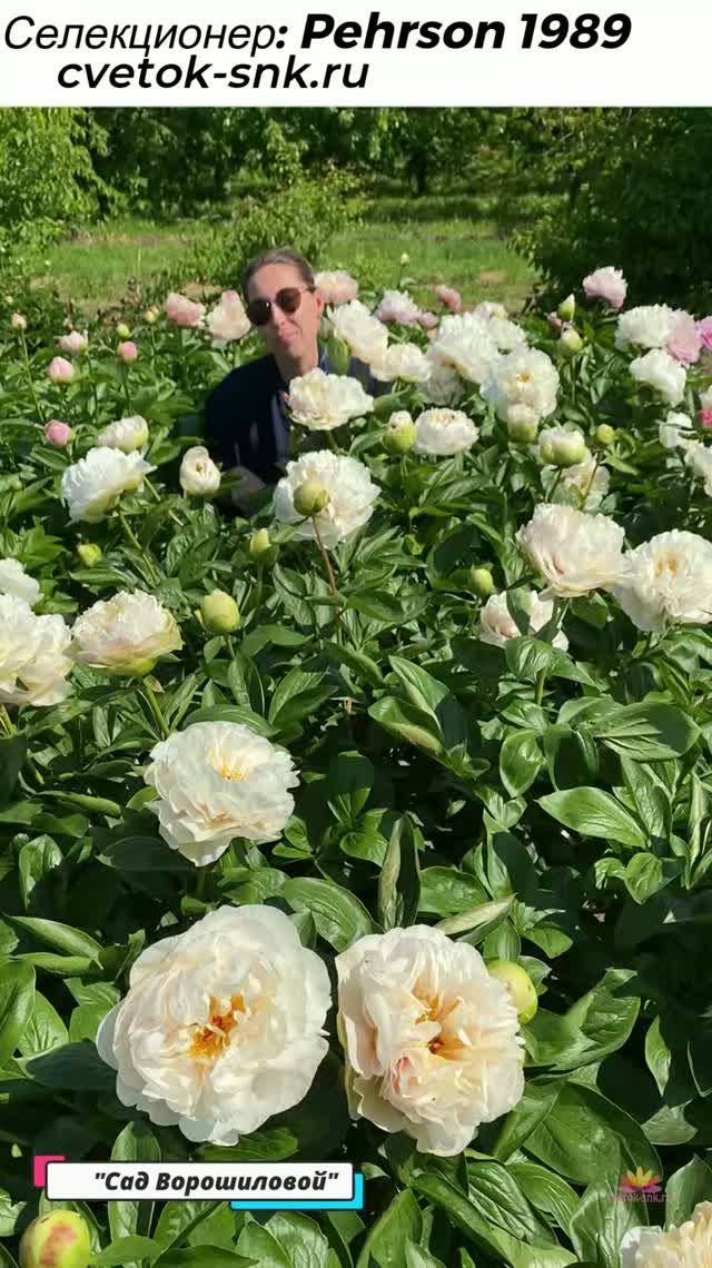 Пионы
