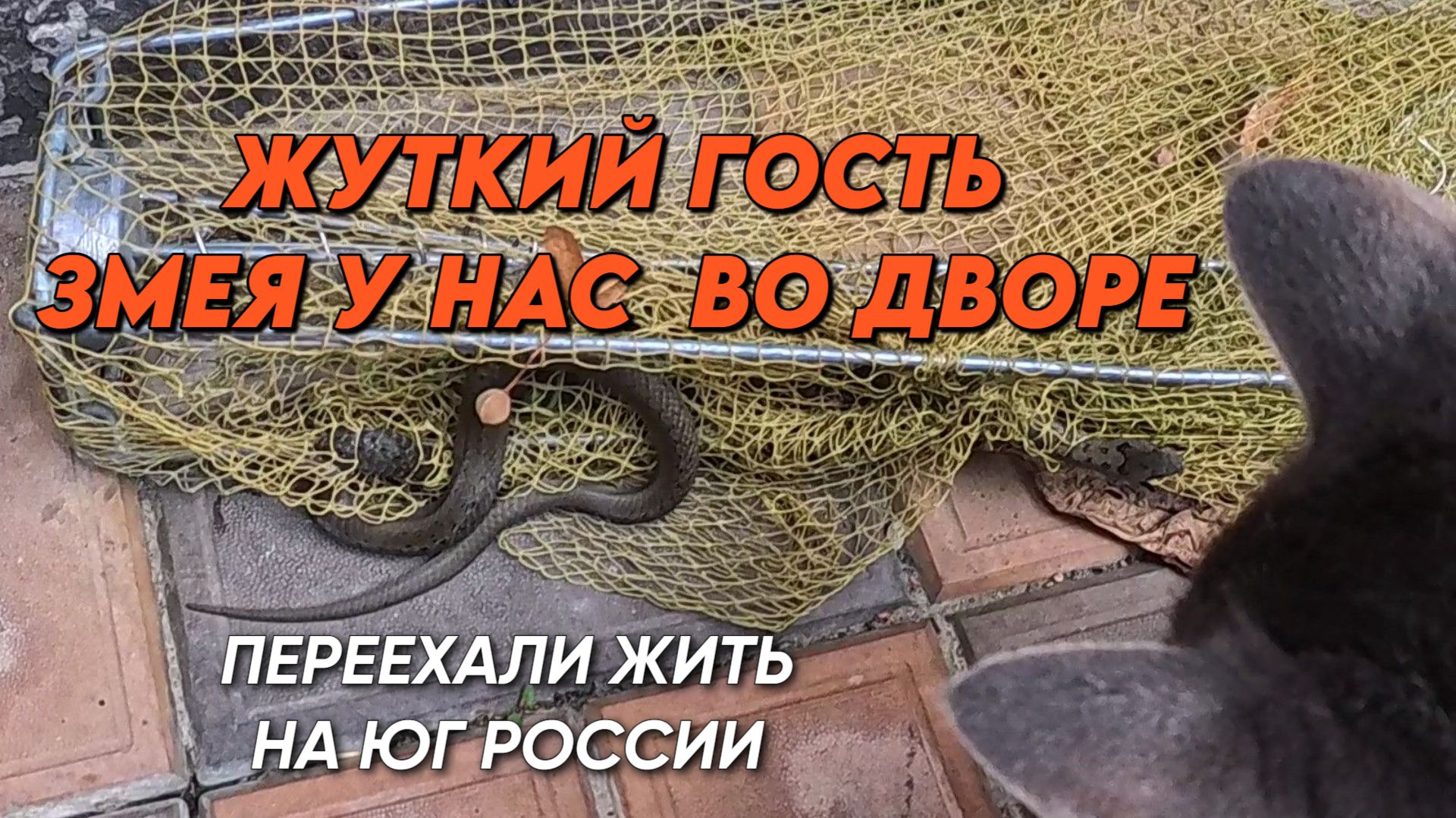 1211 Жизнь семьи на юге/Посушила груши/Обрезала инжир