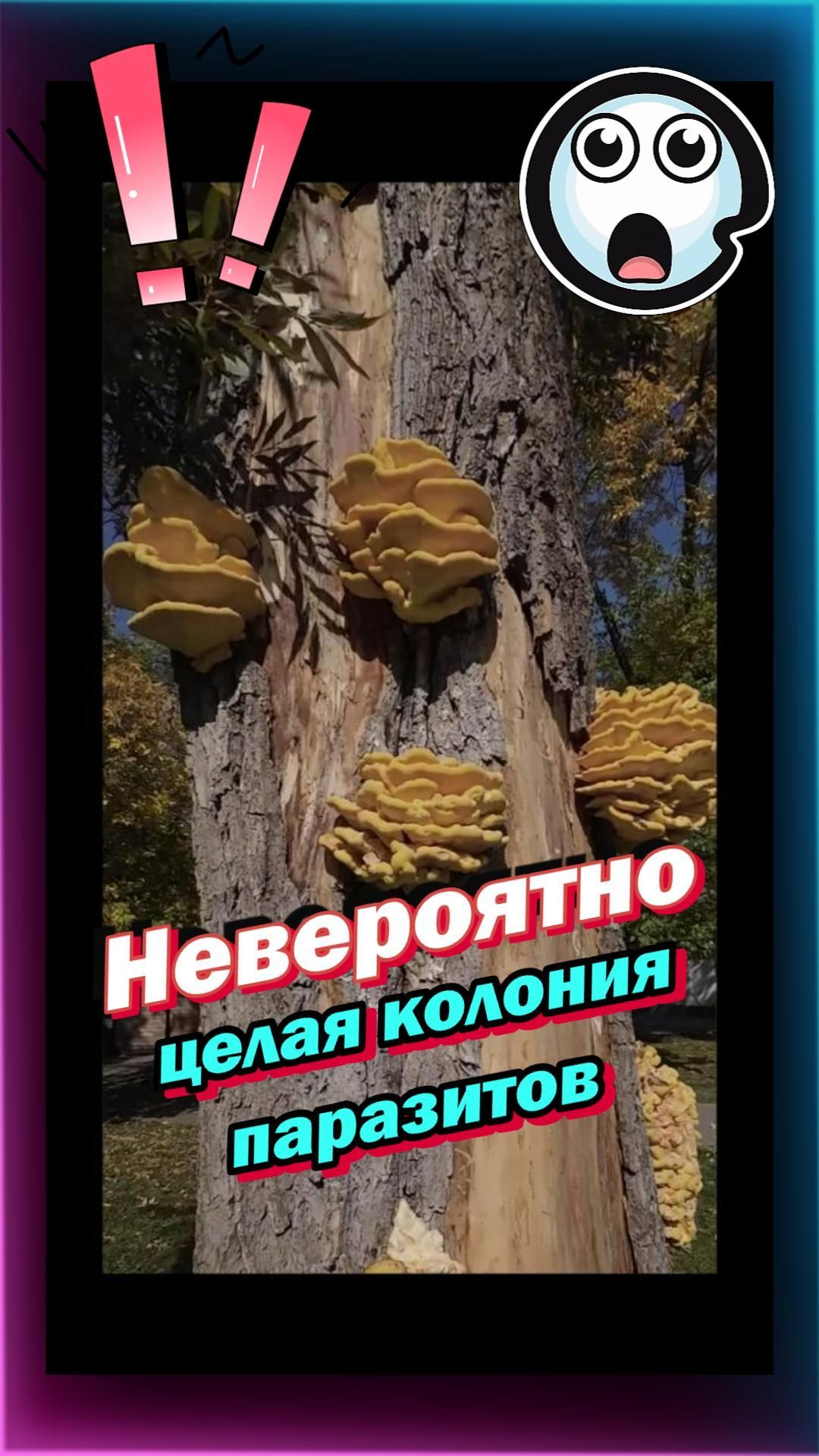 Дерево-грибница: целая колония паразитов на одном стволе