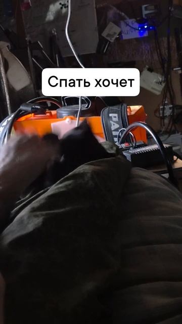 кошка хочет спать
