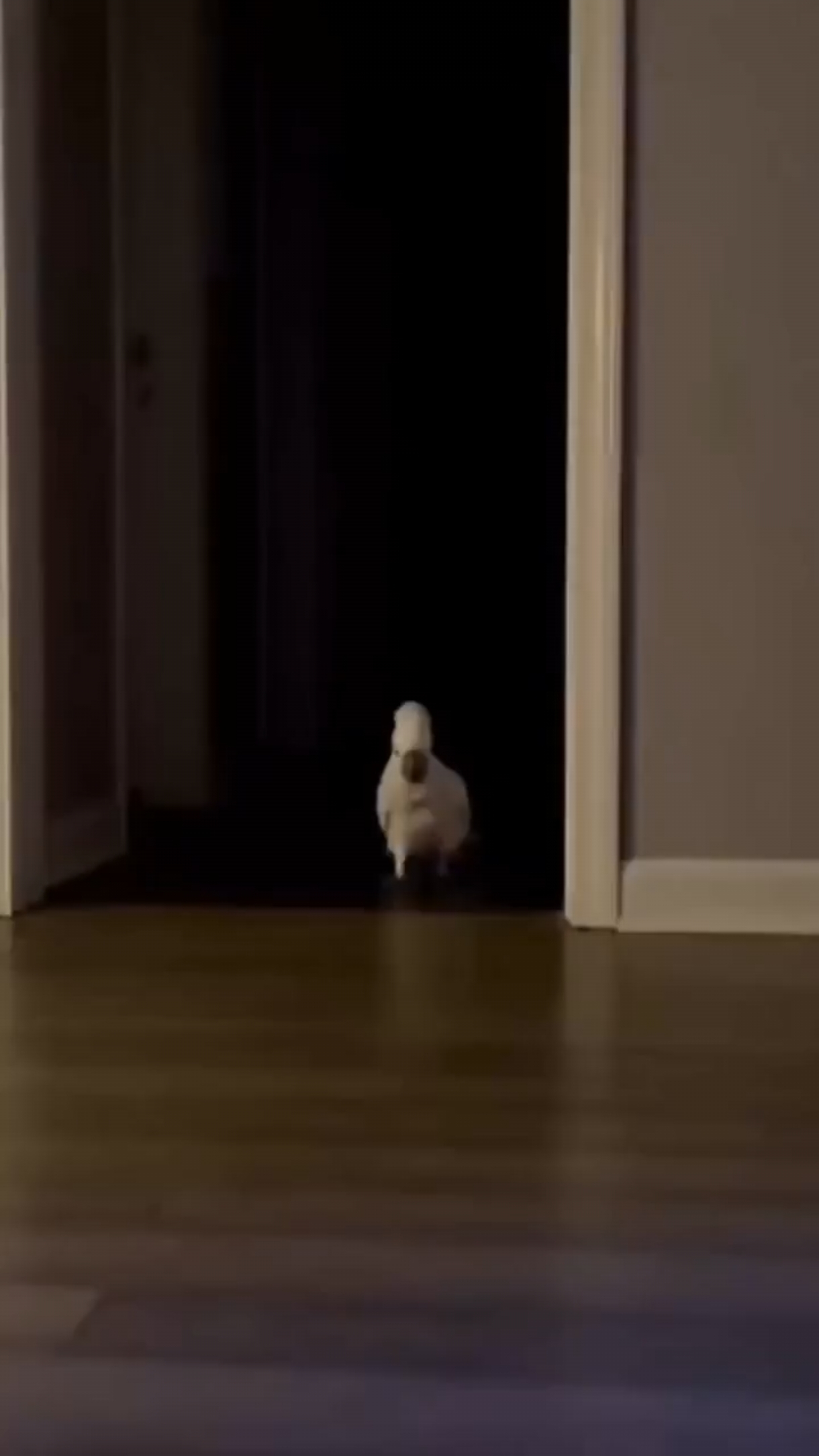 Заведём милого доброго попугайчика? 😼