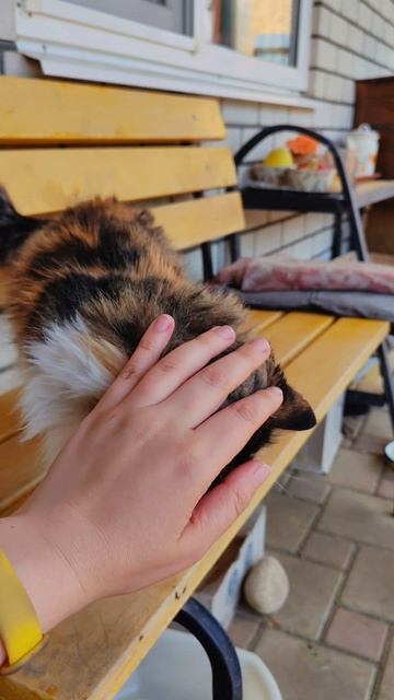 Старая кошка сама нашла себе дом