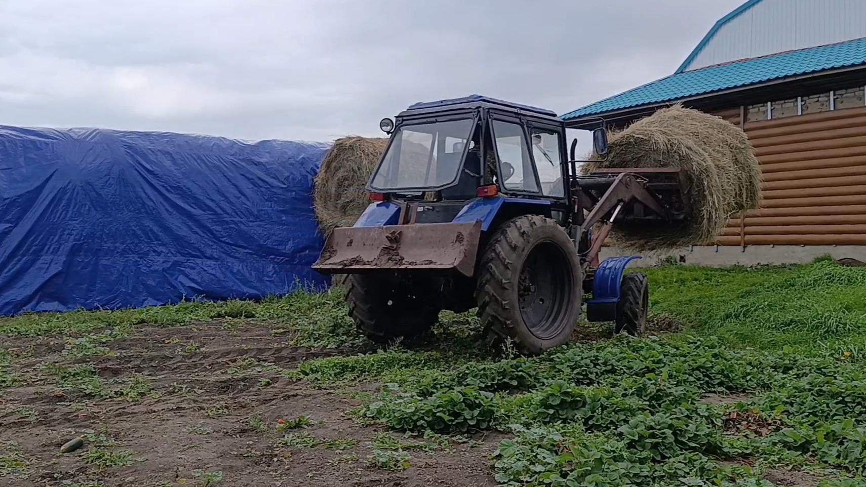 Укрываем сено на зиму/Наблюдаем за Гердой