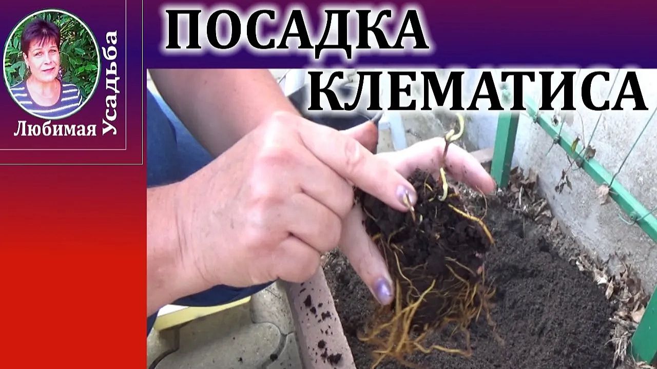 Как посадить клематис осенью: саженец пришел по почте