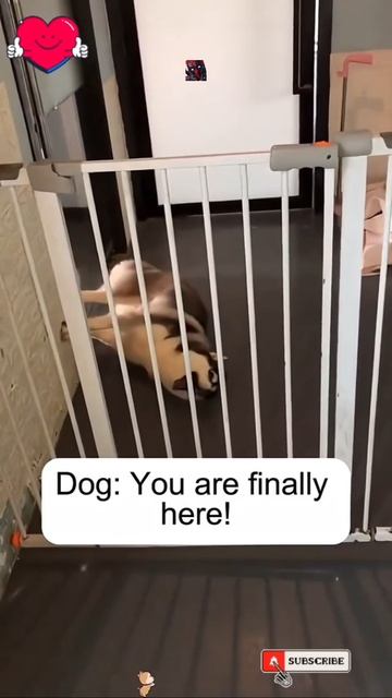 Театр Уехал Актёры Остались 🐶🫶😎