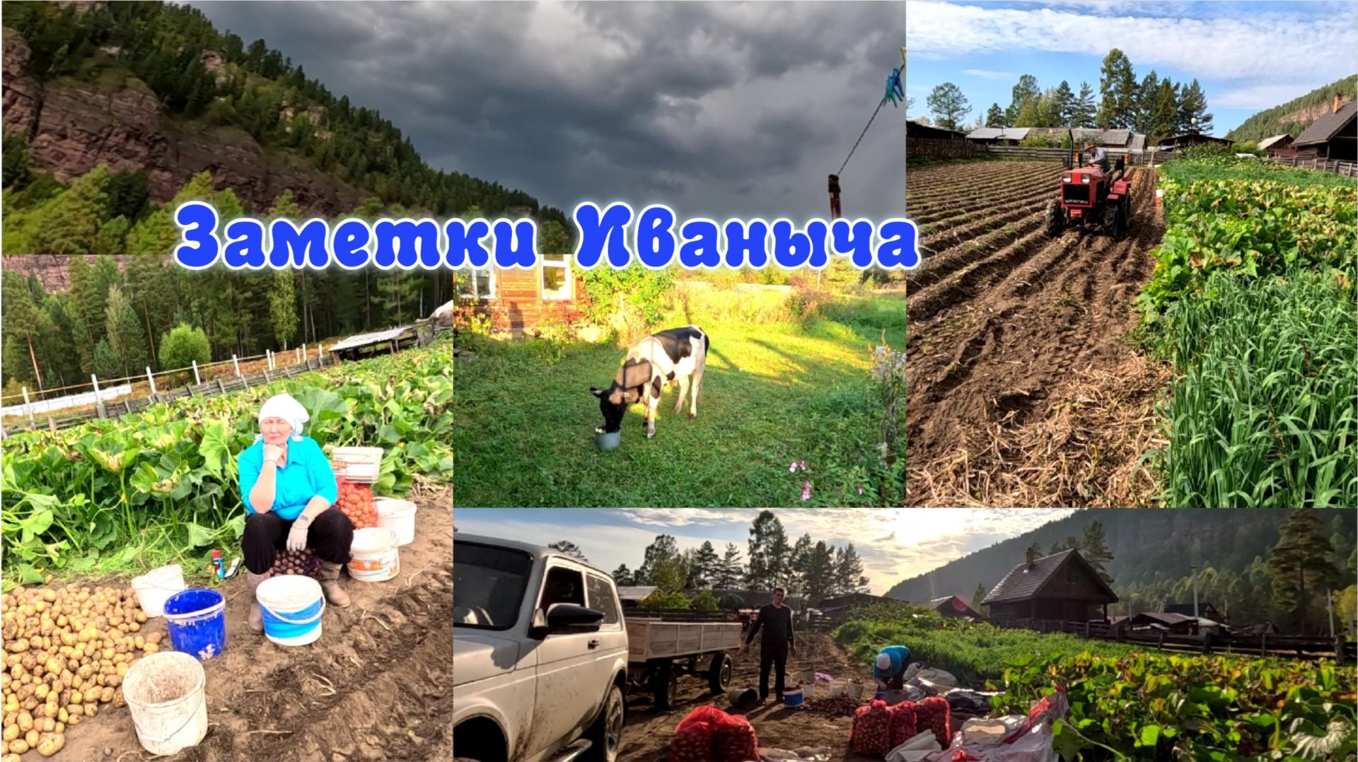 Начали копать картошку. Урожай хороший, давно такого не было.