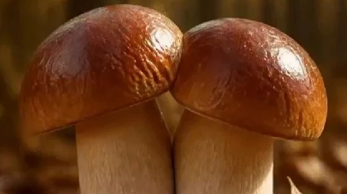 СЕЛЬСКИЕ БУДНИ