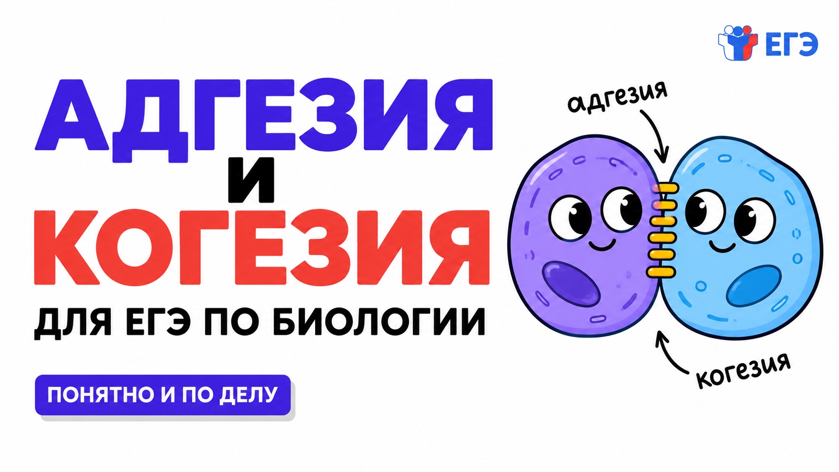 Поверхностное натяжение, адгезия и когезия