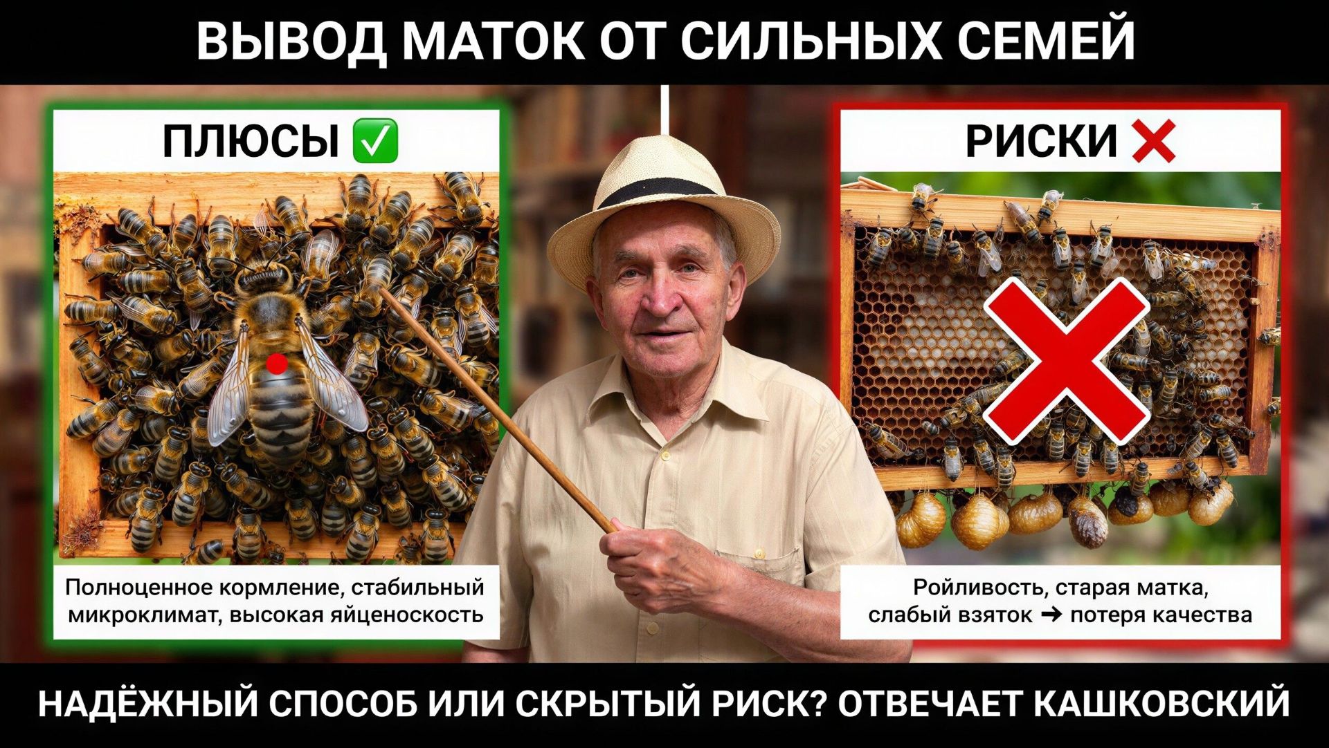 Содержание пчёл