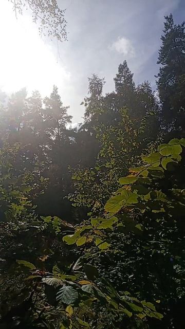 Лес походы грибы