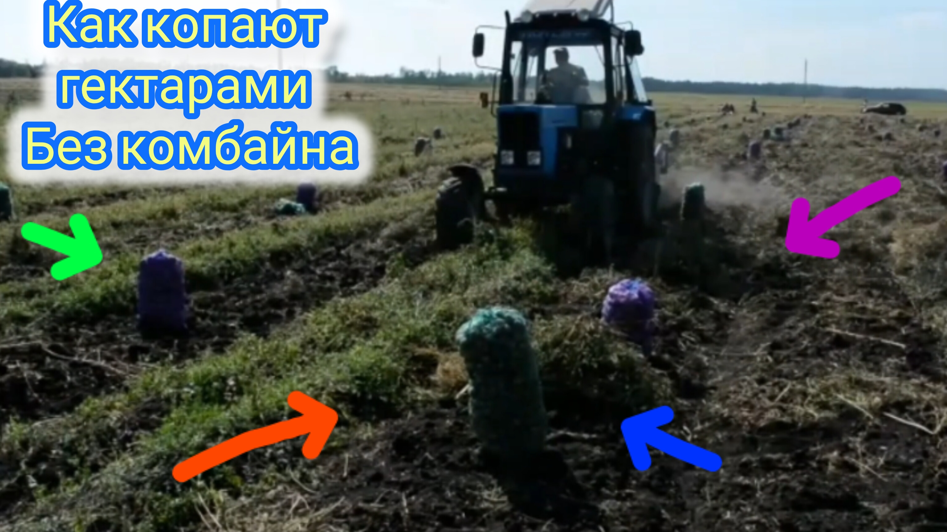 Как копают картофель на больших полях обычными копалками без комбайна !