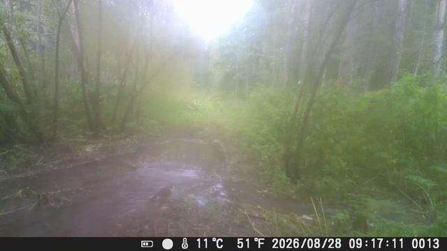 Водные процедуры пернатой в утренней дымке.