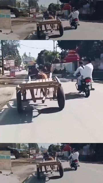 Свободу лошадям!