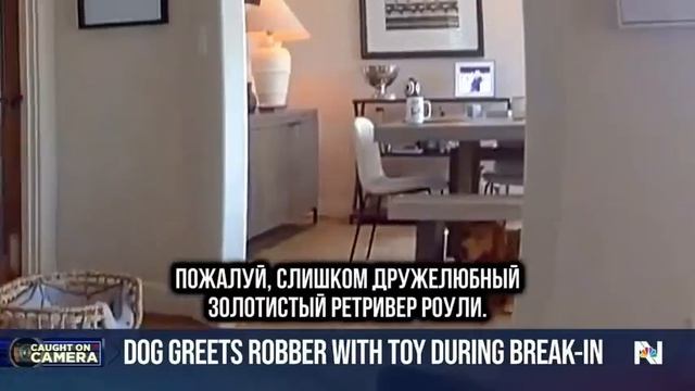 Очень сторожевой ретривер))