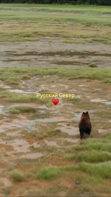 Русский Север — дом для множества живых существ